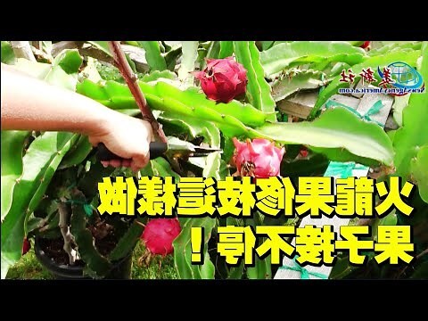 火龍果 葉子